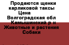 Продаются щенки карликовой таксы › Цена ­ 3 000 - Волгоградская обл., Камышинский р-н Животные и растения » Собаки   